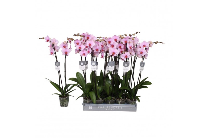 Phalaenopsis washington 2 tak - 18+ bloemen Phalaenopsis washington 2 tak - 18+ bloemen