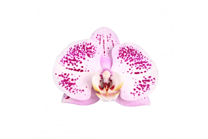 Phalaenopsis spotted world 2 tak - 18+ bloemen wit keramiek Phalaenopsis spotted world 2 tak - 18+ bloemen wit keramiek
