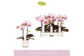 Phalaenopsis roze MyMonro - Make-up - 2 tak - Lazio White