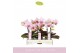 Phalaenopsis roze MyMonro - Make-up - 2 tak - Lazio White 