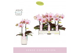 Phalaenopsis roze MyMonro - Make-up - 2 tak - Molise White Aquo