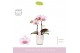 Phalaenopsis roze MyMonro - Make-up - 2 tak - Molise White Aquo 