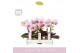 Phalaenopsis roze MyMonro - Make-up - 2 tak - Molise White Aquo 