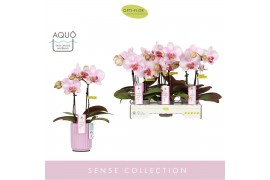 Phalaenopsis roze MyMonro - Make-up - 2 tak - Molise Lilac Aquo