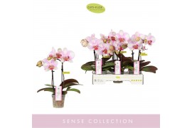 Phalaenopsis roze MyMonro - Make-up - 2 tak, 6+