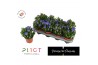 Gentiana scabra rocky diamond blue heart