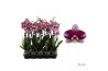Phalaenopsis anthura barcelona 2 tak - 75/80cm