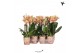 Phalaenopsis multiflora oranje 3 tak brown kolibri orchids 