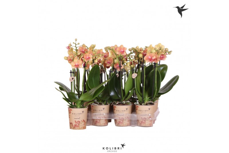 Phalaenopsis multiflora oranje 3 tak brown kolibri orchids 
