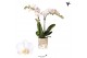 Phalaenopsis multiflora floriclone snowflake Kolibri Orchids - Finland 