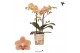 Phalaenopsis multiflora oranje Kolibri Orchids - Zimbabwe - 2 tak, 16+ 