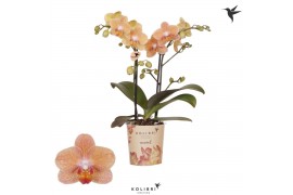 Phalaenopsis multiflora oranje Kolibri Orchids - Zimbabwe - 2 tak, 16+