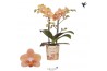 Phalaenopsis multiflora oranje Kolibri Orchids - Zimbabwe - 2 tak, 16+