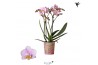 Phalaenopsis multiflora roze Kolibri Orchids - Netherlands - 2 tak, 20