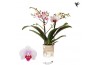 Phalaenopsis multiflora floriclone safe haven Kolibri Orchids - Gibral