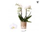 Phalaenopsis anthura zurich Kolibri Orchids Blossom - 2 tak, 20+