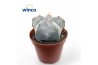 Astrophytum myriostigma