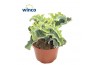 Kalanchoe Maltese Cross