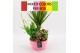 Arrangementen kamerplanten BACR-2509M Basic fundamentals 4 pp 
