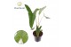 Alocasia zebrina Alocasia Zebrina 14 cm (Decorum) 1 pp 
