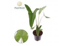 Alocasia zebrina Alocasia Zebrina 14 cm (Decorum) 1 pp