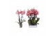 Phalaenopsis anthura narbonne 4 tak - 25+ bloemen 