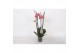 Phalaenopsis anthura narbonne 4 tak - 25+ bloemen 