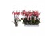 Phalaenopsis anthura narbonne 4 tak - 25+ bloemen 