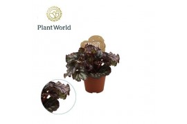 Begonia blad rex magic colours cumbia Begonia rex Cumbia 8,5cm 3 pp