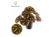 Begonia masoniana blad Begonia Masoniana Boulder 14cm 3 pp 