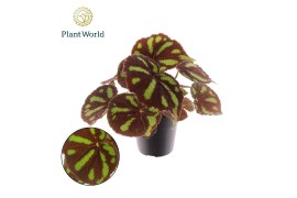 Begonia masoniana blad Begonia Masoniana Boulder 14cm 3 pp