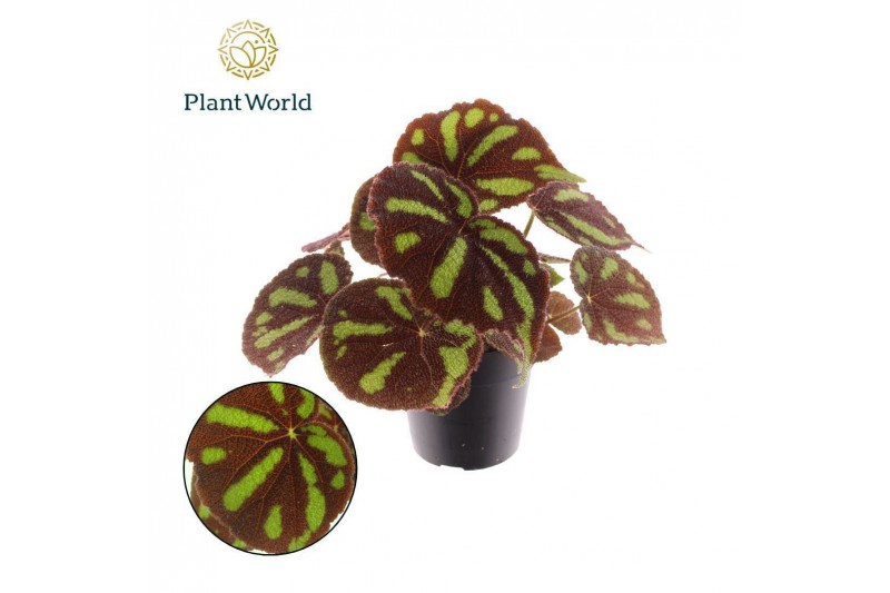Begonia masoniana blad Begonia Masoniana Boulder 14cm 3 pp Begonia masoniana blad Begonia Masoniana Boulder 14cm 3 pp