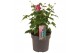 Anemone hupehensis Deep Rose 