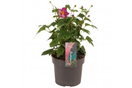 Anemone hupehensis Deep Rose