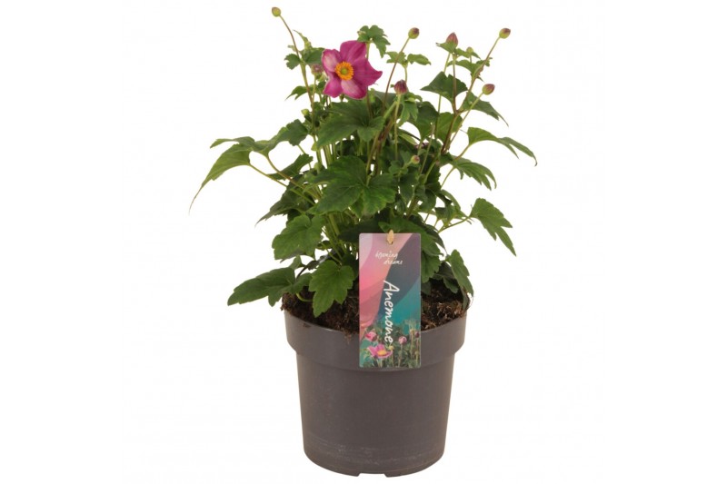 Anemone hupehensis Deep Rose 
