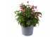 Anemone hupehensis Deep Rose 