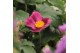 Anemone hupehensis Deep Rose 