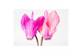 Cyclamen pers. mix crayon