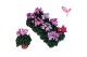 Cyclamen pers. mix crayon 