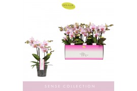 Phalaenopsis multiflora roze MyMonro - Make-up - 4 tak
