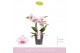 Phalaenopsis multiflora roze MyMonro - Make-up - 4 tak 