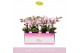 Phalaenopsis multiflora roze MyMonro - Make-up - 4 tak 
