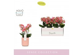 Phalaenopsis multiflora oranje Boquetto Charme 3-5 tak in Molise Salmo