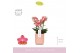 Phalaenopsis multiflora oranje Boquetto Charme 3-5 tak in Molise Salmo 