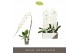 Phalaenopsis wit Formidablo - Yosemite Falls - 1 tak, 15+ bloem 