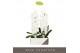 Phalaenopsis wit Formidablo - Yosemite Falls - 1 tak, 15+ bloem 