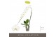 Phalaenopsis wit Formidablo - Yosemite Falls - 1 tak, 15+ bloem 