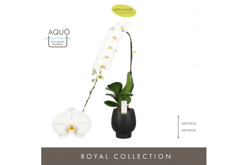 Phalaenopsis wit Formidablo - Yosemite Falls - 1 tak, 15+ bloem - Abru Phalaenopsis wit Formidablo - Yosemite Falls - 1 tak, 15+ bloem - Abru