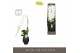 Phalaenopsis wit Formidablo - Yosemite Falls - 1 tak, 15+ bloem - Abru 