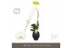 Phalaenopsis wit Formidablo - Yosemite Falls - 1 tak, 15+ bloem - Abru 